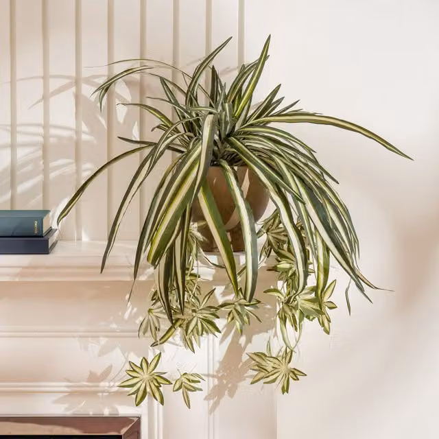 Scottish Everlastings Ltd Green Spider Plant in a Rustic Round Potted Tabletop Display, Height: 36 cm