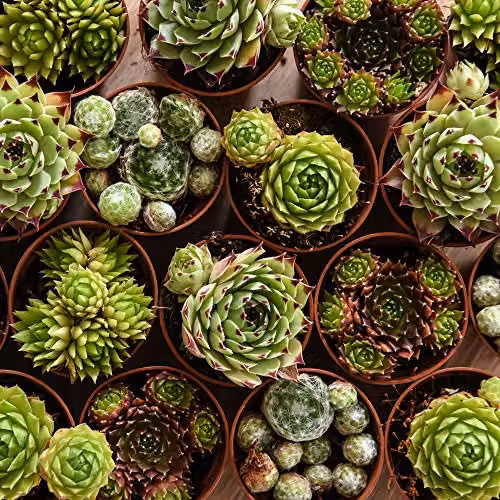 Thompson & Morgan Mixed Sempervivum Indoor Succulent Plants in Green Plastic Pots, 10 x 5.5 cm