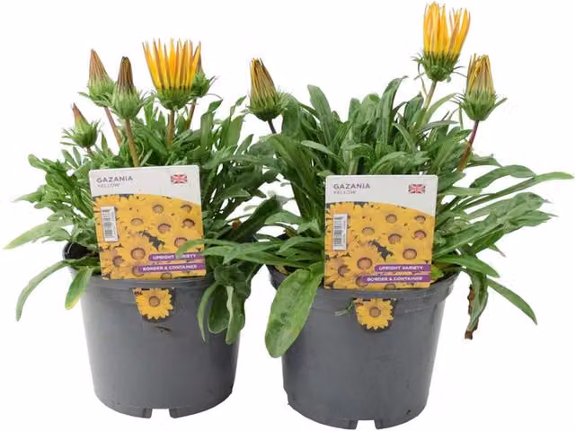Plants by Post Gazania Yellow Summer Flowering Bedding Plants, 2 x 1L Pots