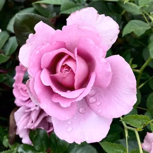 YouGarden Harkness Roses Harry Edland Established Perennial Plant with Lilac Flowers in 4 Litre Pot – 1
