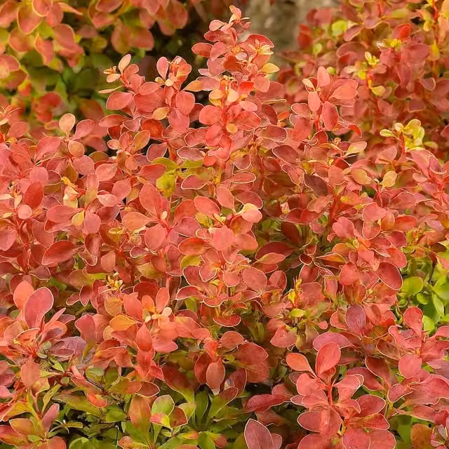 Marshalls Garden Berberis Orange Rocket Ornamental Shrub, Orange, 3L Pot