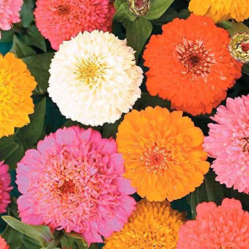 Thompson and Morgan Zinnia elegans Candy Mix Flower Seeds, Multicolour, 100 Seeds – 2
