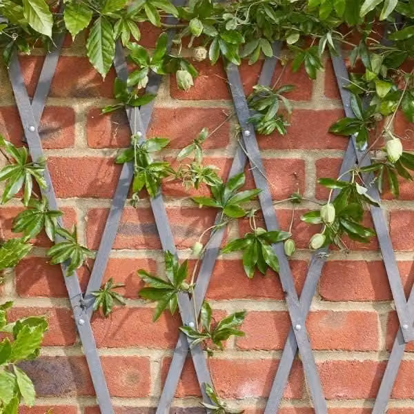 Marco Paul Grey Wooden Expandable Trellis for Garden Plants, Height: 180 cm, Width: 30 cm