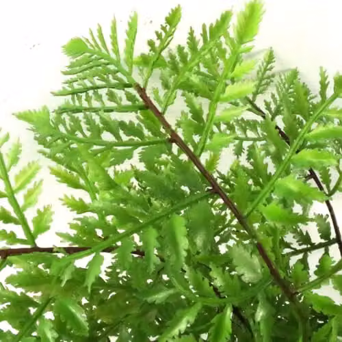 Leaf Artificial Potted Southern Wood Fern in Green, Height: 30 cm – 2