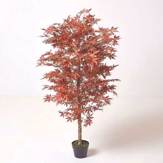 Homescapes Red Acer Tree in Pot, Height: 150 cm