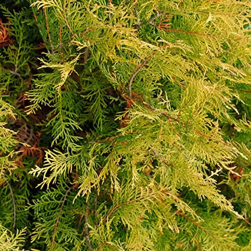 Thompson and Morgan Leyland Cypress Castlewellan and Cuprocyparis Cupressus leylandii Galway Gold Fast-Growing Evergreen Hardy Conifer Trees for Garden Screening, 4-Litre Potted Plants – 2