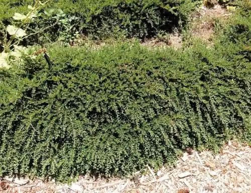 DirectPlants Pack of 6 Multicolour Ground Cover Garden Border Mix Mature Plants in 3 Litre Pots