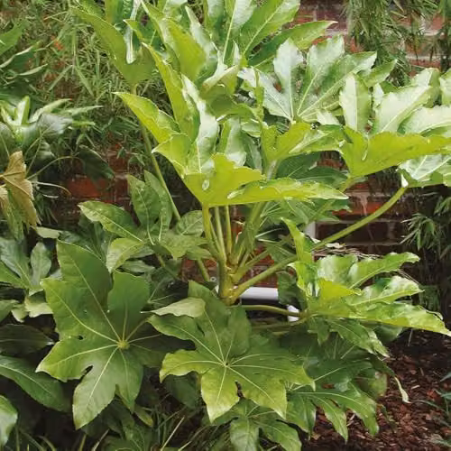 YouGarden Fatsia Japonica Japanese Aralia Evergreen Ornamental Shrub, Height: 40 cm, Pot Size: 17 cm – 3