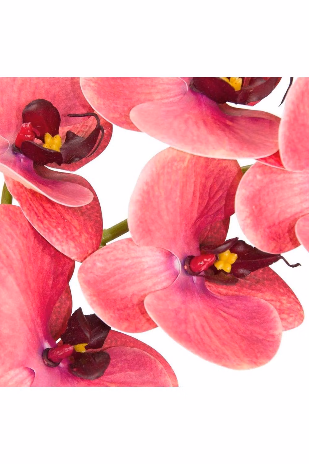 KDMD Pink Crushed Raspberry Phalaenopsis Orchid Stem – 2