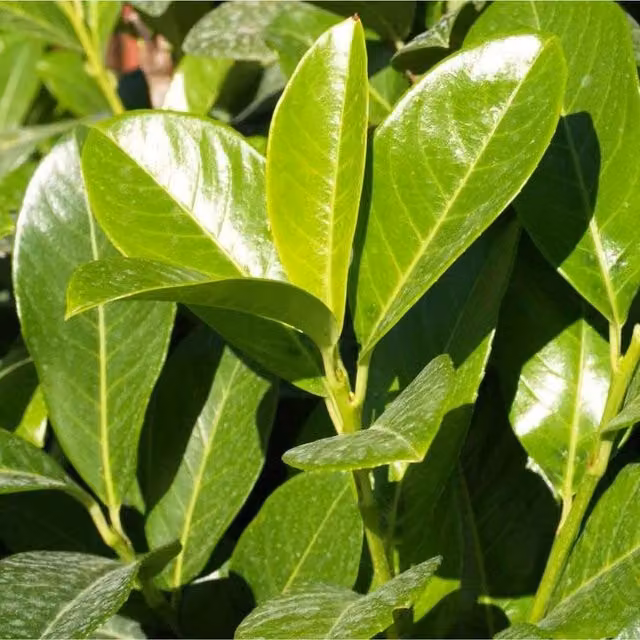 Direct Plants 100 Pack Cherry Laurel Hedging Trees, Green, 152-183 cm Height