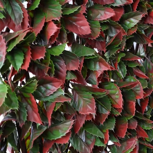 Samuel Alexander Artificial Red Beech Leaf Privacy Screen with Green Willow Trellis W/H: 200 x 100 cm