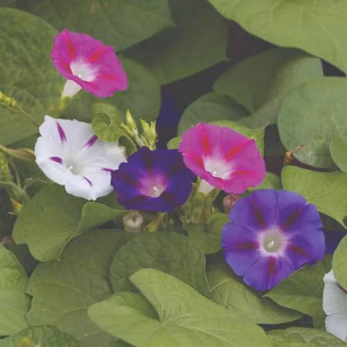 Thompson & Morgan Mixed Colour Morning Glory Climbing Flower Seeds, 35 Seeds per Packet