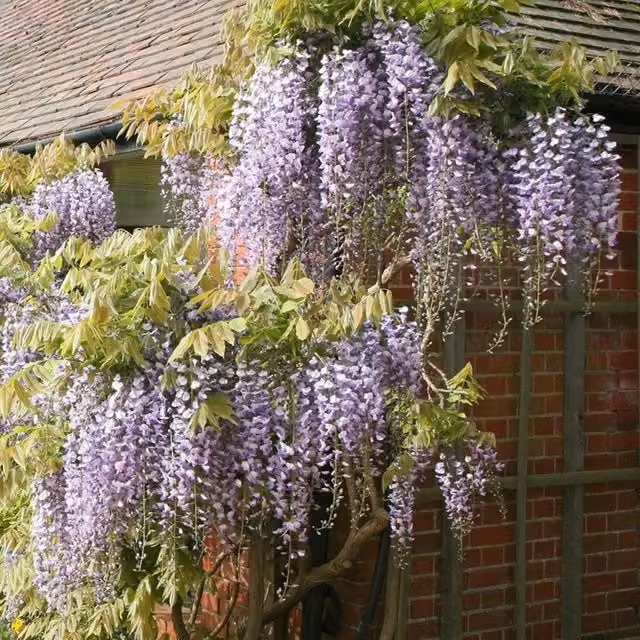 Plant Theory Wisteria Floribunda Japanese Purple Climbing Plant, Green