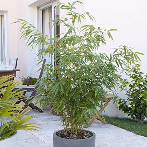YouGarden Pair of Fargesia rufa Fountain Bamboo Outdoor Hedge Plants, Height: 50 cm, 2L Pots – 2