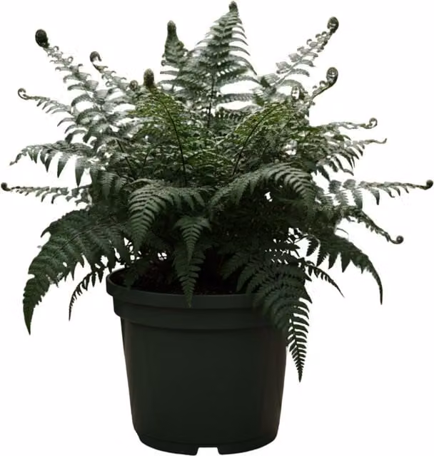 Plants by Post Dryopteris Atrata Shaggy Shield Fern, Dark Green, 2L Pot