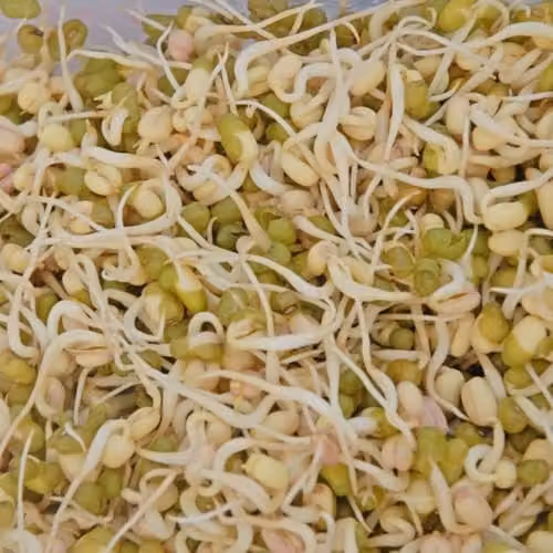 Thompson & Morgan Mung Bean Sprouting Seeds, Green, 1 Packet