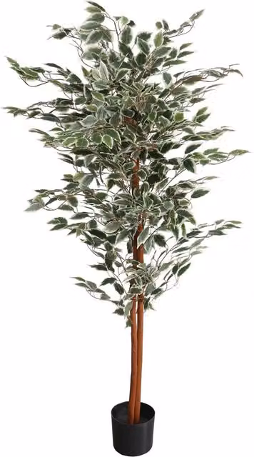 Leaf Artificial Ficus Variegated Tree in Green, Height: 160 cm, Width: 80 cm