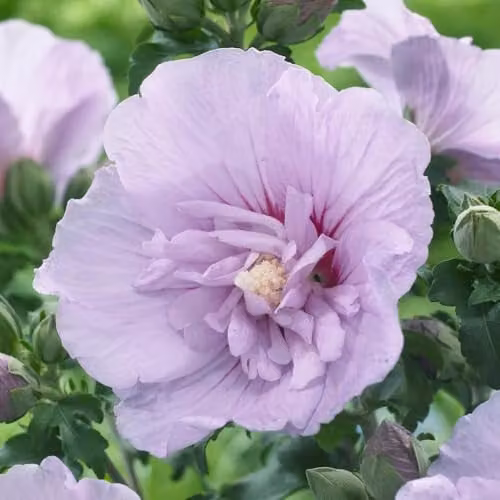 YouGarden Hibiscus Chiffon Lavender Ornamental Purple Shrub in a 3L Pot – 3