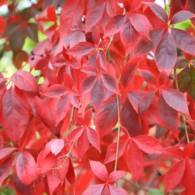 Plant Theory Quinquefolia Virginia Creeper Burgundy Flowering Climbing Plant in Green and Red