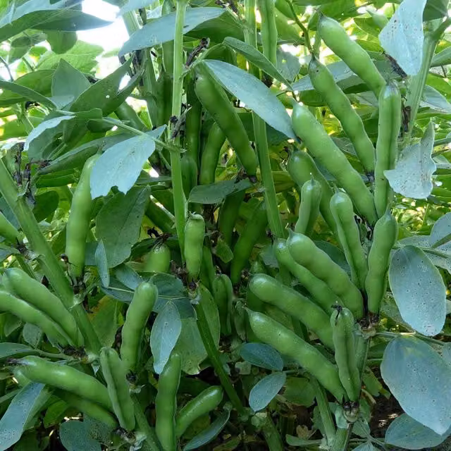 Marshalls Oscar Broad Bean Vegetable Seeds, Compact Patio Variety, 50 g