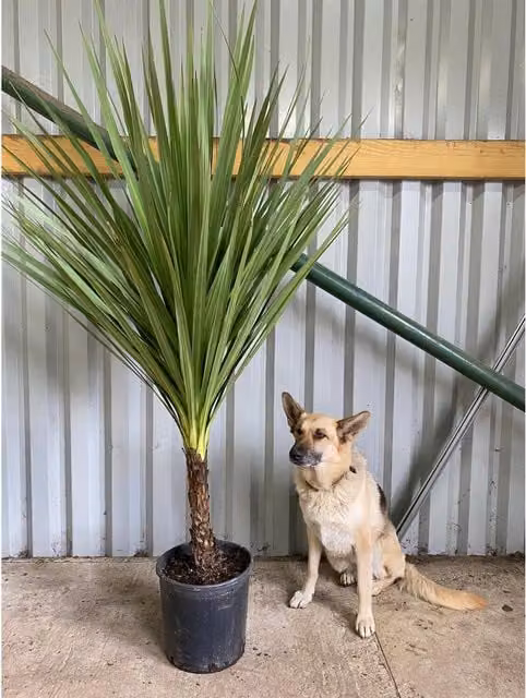 Direct Plants Cordyline Australis Green Ornamental Tree in a 15L Pot, Height: 152.4 cm