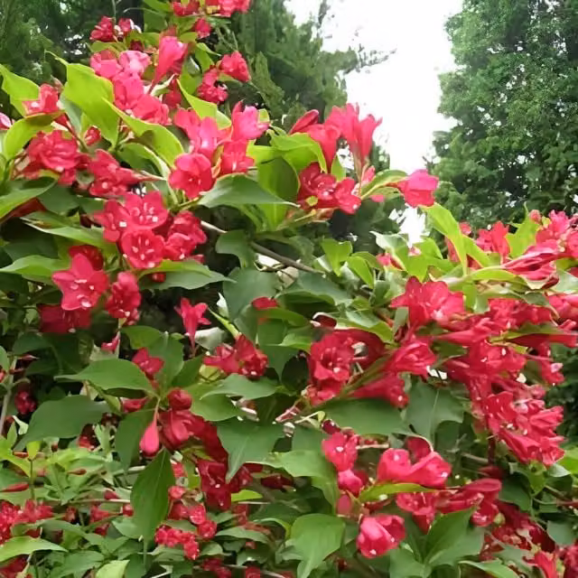 Direct Plants Weigela Red Prince Ornamental Flowering Garden Shrub, Red