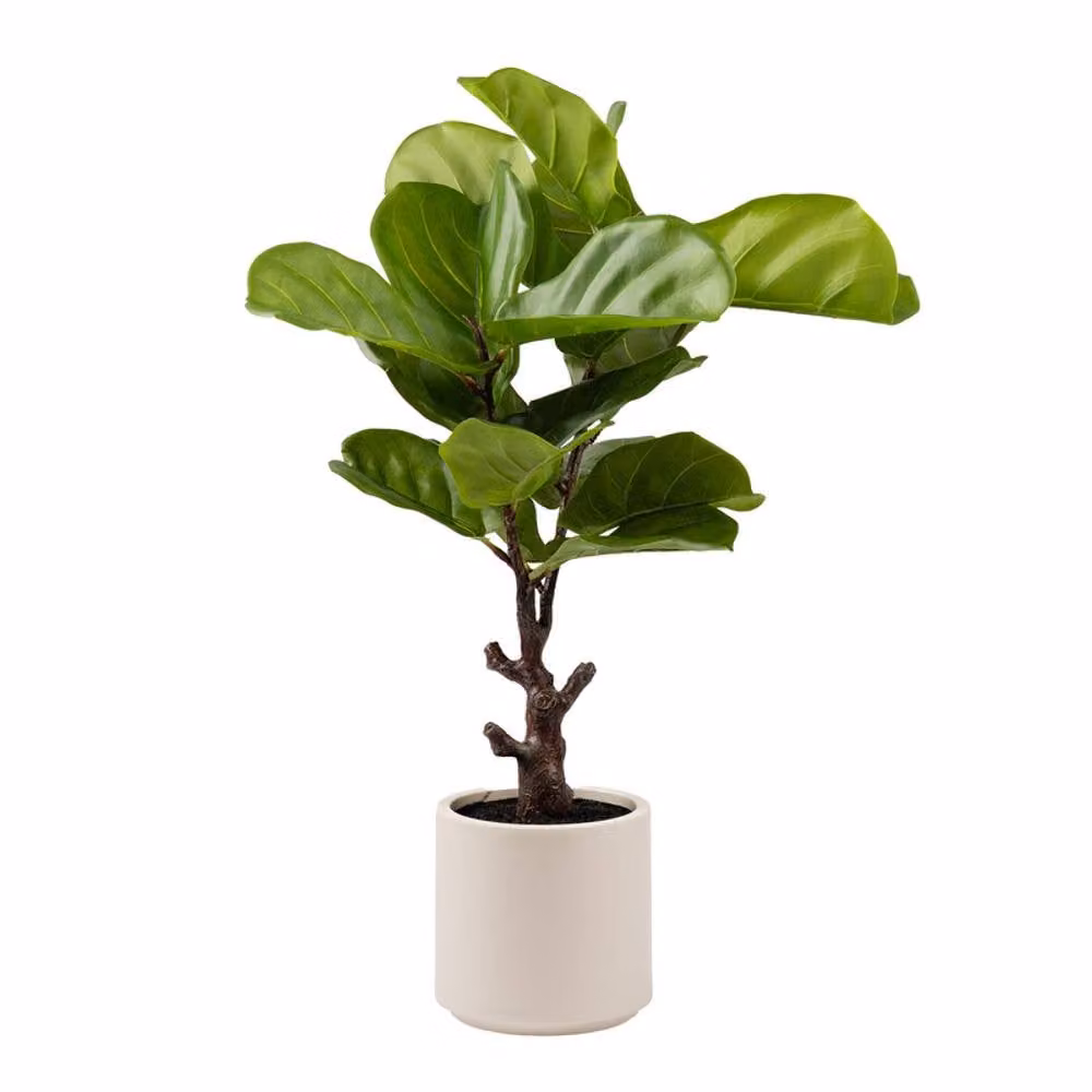 Scottish Everlastings Ltd Real Touch Fiddleleaf Fig Tree in a Chunky White Pot, Green, Height: 75 cm – 2