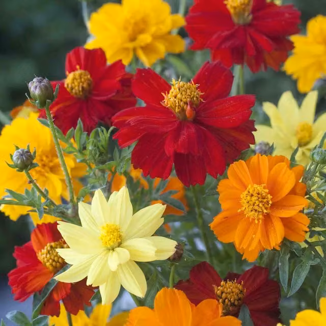 Unwins Cosmos Brightness Mix Flower Seeds, Multicolour