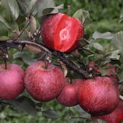 Thompson & Morgan Baya Marisa Red-Fleshed Apple Fruit Tree with Spring Blossoms, 1x 9cm Potted Plant
