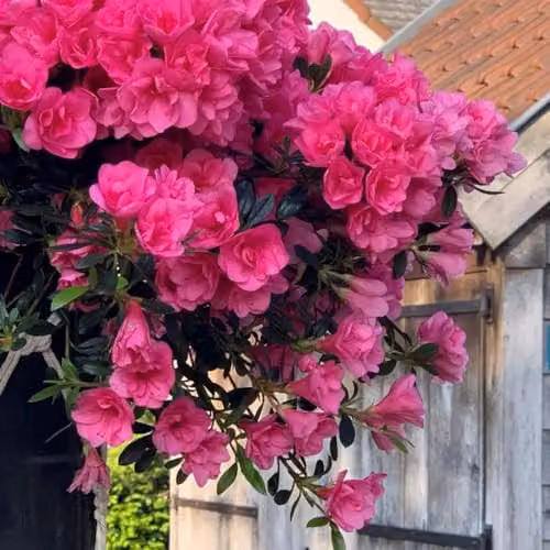 Thompson and Morgan Azalea cascadula Bright Fuchsia Hardy Evergreen Rhododendron with Hot Pink Double Flowers, 1x 19cm Pot – 2