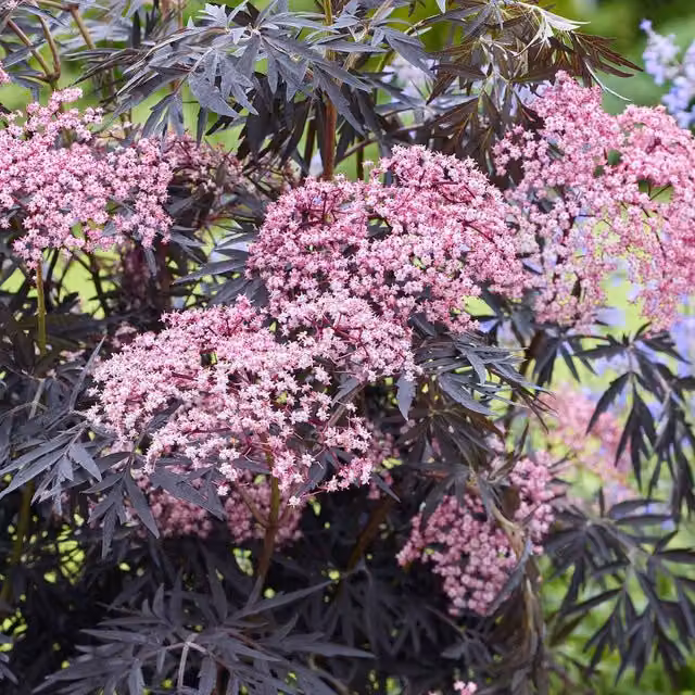 Marshalls Garden Sambucus Cherry Lace Ornamental Shrub, Red and Pink, 9cm Pot
