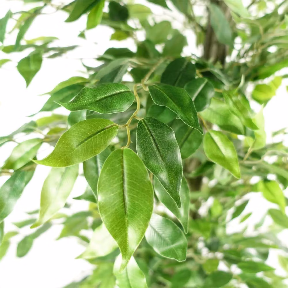 Botanik Green Realistic Premium Artificial Ficus Tree, Height: 180 cm – 2