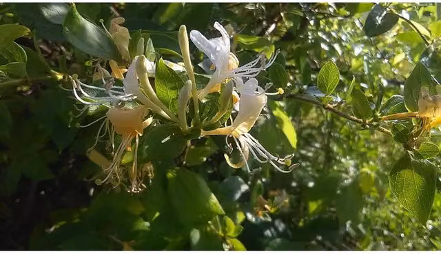 Direct Plants Lonicera Graham Thomas White Honeysuckle Climbing Plant in a 3 Litre Pot