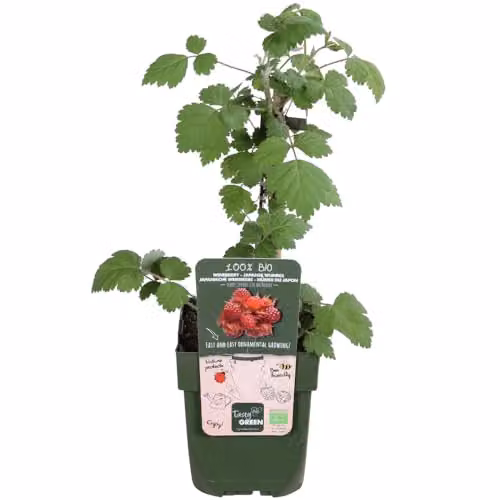 Thompson & Morgan Rubus phoenicolasius Japanese Wineberry Potted Plants, 2 x 15cm Pots – 2