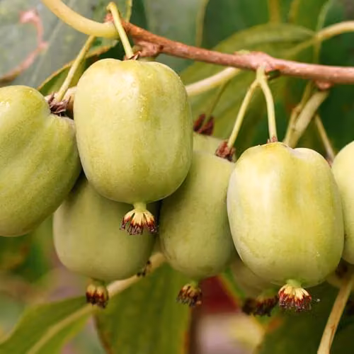 Thompson & Morgan Hardy Kiwi Geneva and Arguta Early-Blooming Sweet Fruit Plants, 3 x 15cm Potted Plants – 2