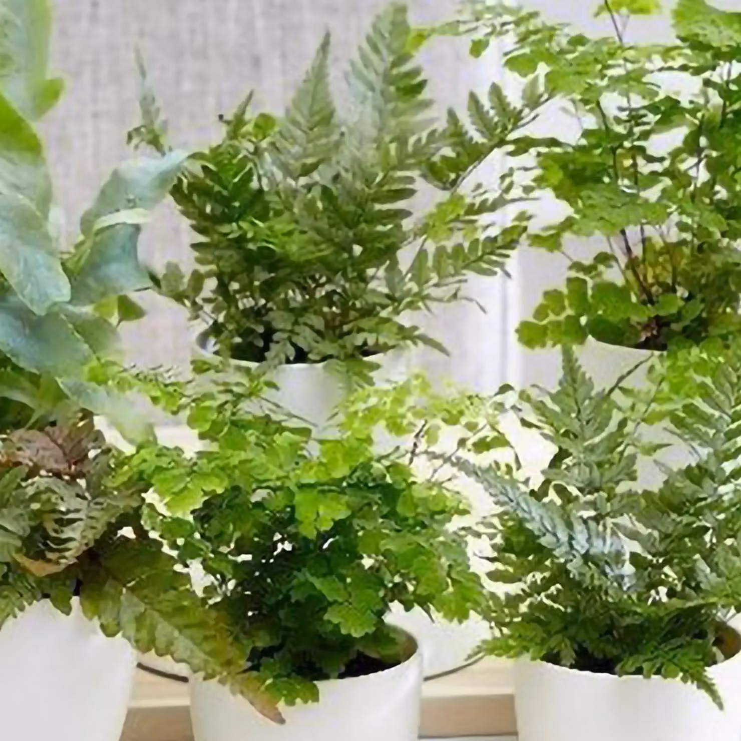 Primrose Fern Indoor House Plant Starter Collection in Green Pots – 2