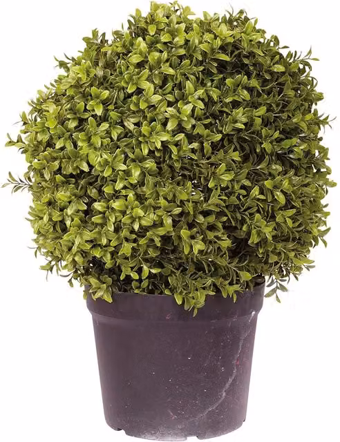 Bloom Artificial Round Boxwood Ball Topiary Potted Plant in Green, Height: 40 cm