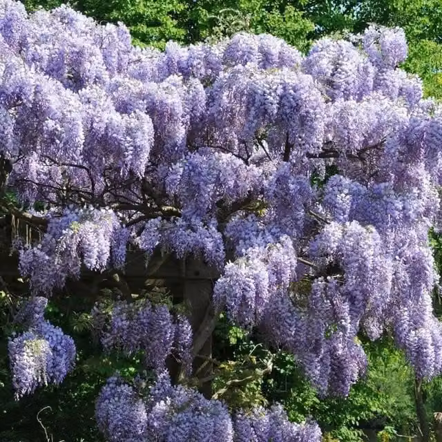 Plant Theory Wisteria Sinensis Prolific Chinese Wisteria Purple Climber Vine Plant, Green