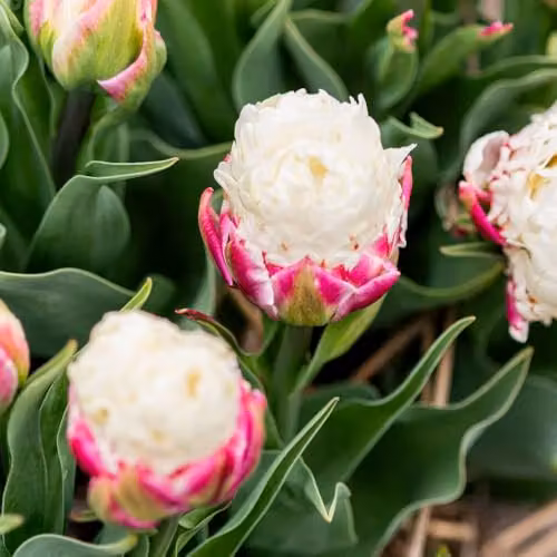 T&M Tulip Ice Cream Peony-Style Double Bulbs, Pink and White, 5 Bulbs – 1