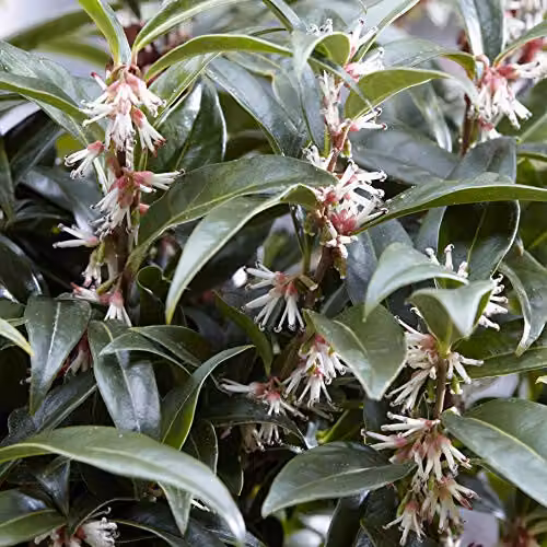 YouGarden Sarcococca hookeriana Winter Gem Hardy Evergreen Ornamental Shrub with White Flowers in 15cm Pot – 4