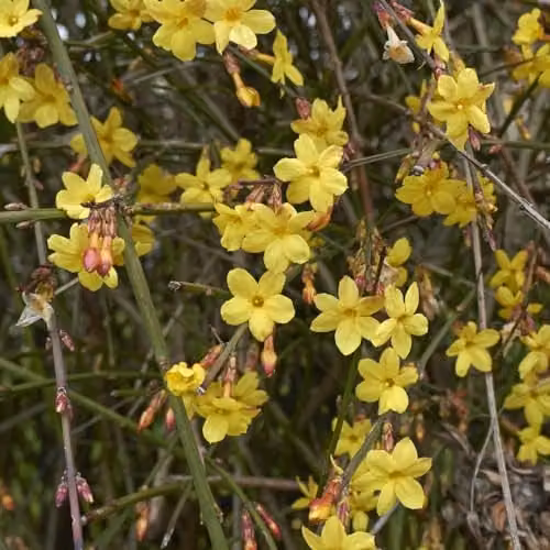 Thompson and Morgan Winter-Flowering Jasmine Nudiflorum Evergreen Climbing Shrub with Yellow Flowers, 3 Litre Pot