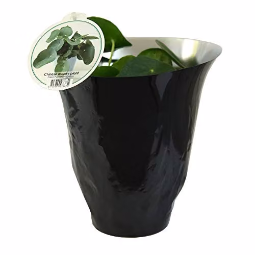 Thompson and Morgan 2 x Pilea Peperomioides Chinese Money Plant with Pink Flowers in 11cm Pots – 4