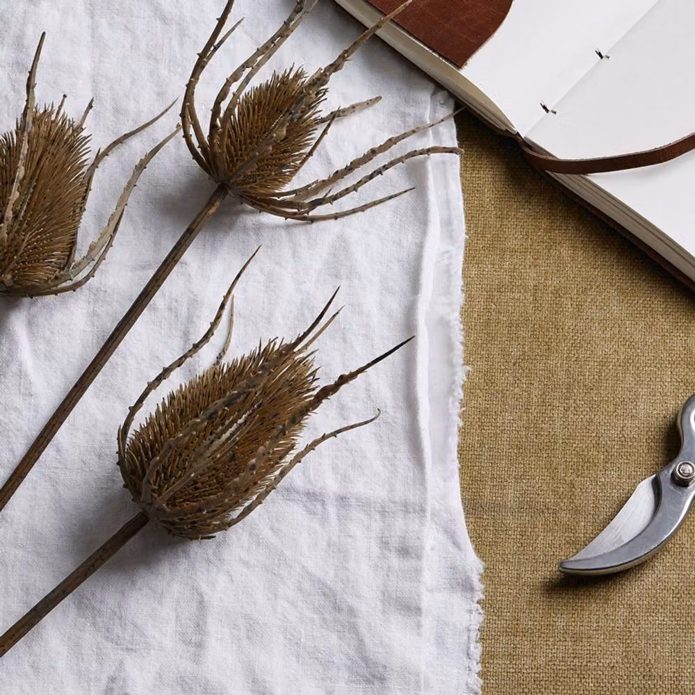 Lemon Pavilion Large Triple Teasle Stem in Brown Plastic, Height: 85 cm – 2