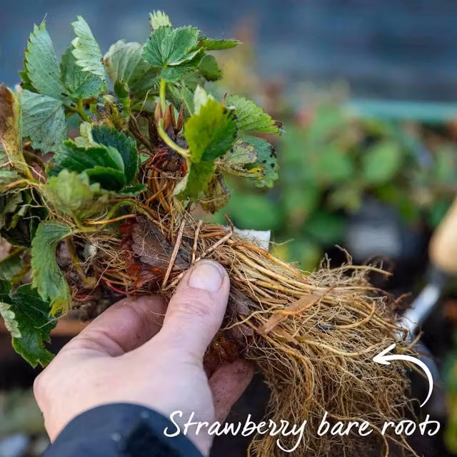 Marshalls Garden Strawberry Malwina Perennial Fruit Plant, 9cm Pot