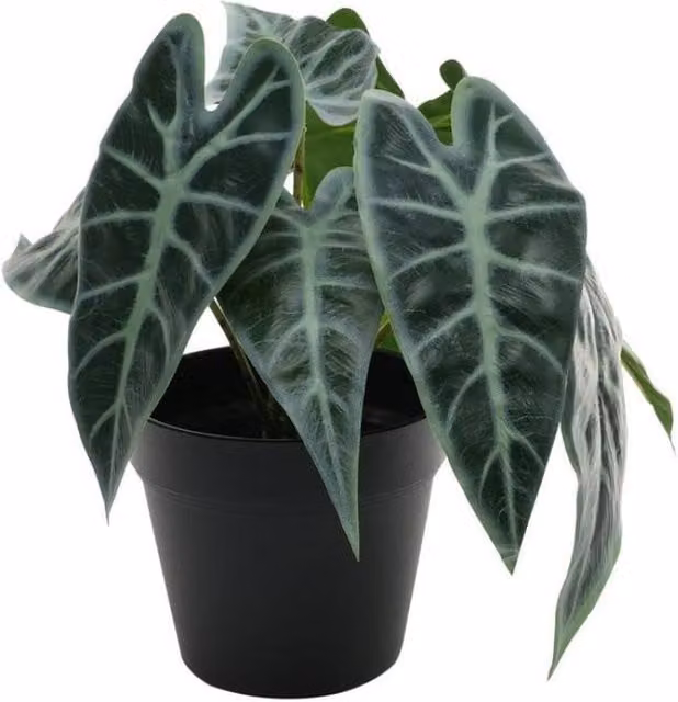 KDMD Green Caladium Potted House Plant, Height: 23 cm