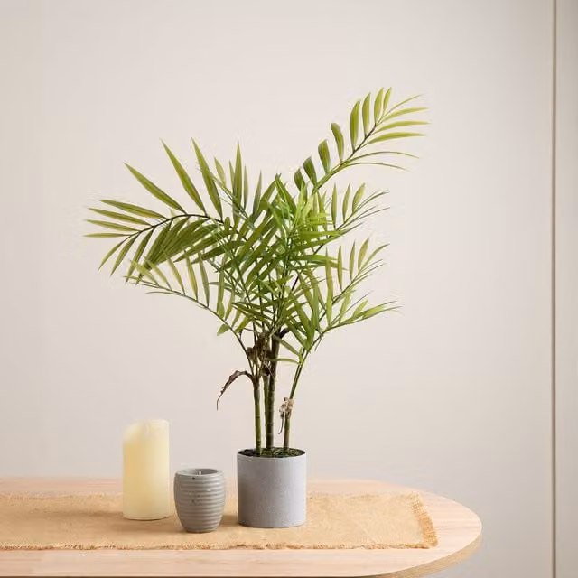 Scottish Everlastings Ltd 66cm Green Palm in a Grey Plastic Pot