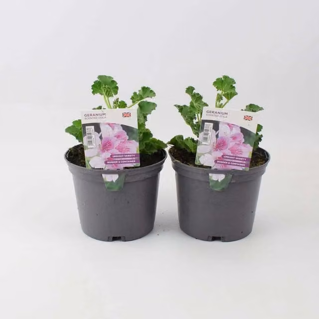 Plants by Post Scented Cola Geranium Pelargonium Bedding Plants, 2 x 1L Pots, Pink and Green