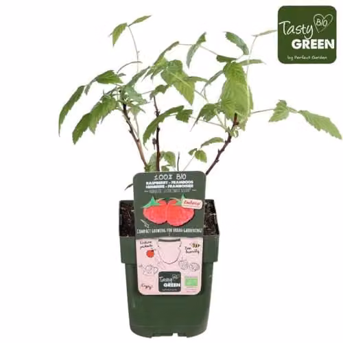 Thompson & Morgan Raspberry Little Sweet Sister Early-Fruiting Autumn Raspberry Potted Plant, 13cm Pot – 3
