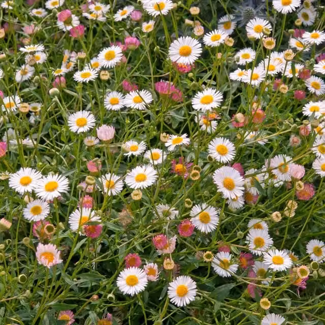 Marshalls Garden Erigeron karvinskianus Stallone White and Pink Perennial Ground Cover Plant