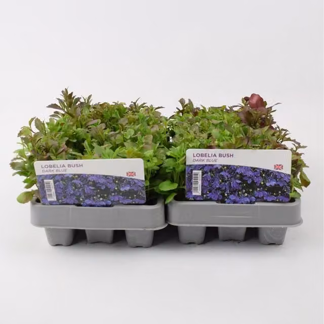 Plants By Post Dark Blue Lobelia Bedding Plants, 24 Pack